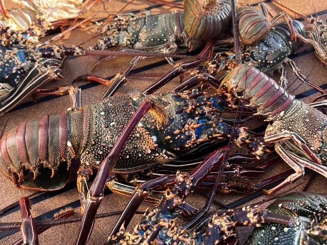 A vibrant display of freshly caught lobsters laid out on a boat deck, showcasing a successful day of fishing.