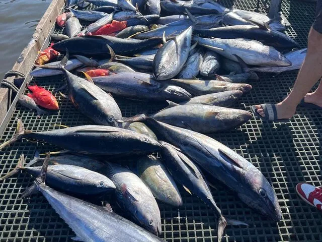 A variety of fish, including several species of tuna, displayed on a dock after a successful fishing trip.